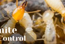 Anti Termite Treatment in Jaipur