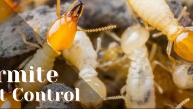 Anti Termite Treatment in Jaipur