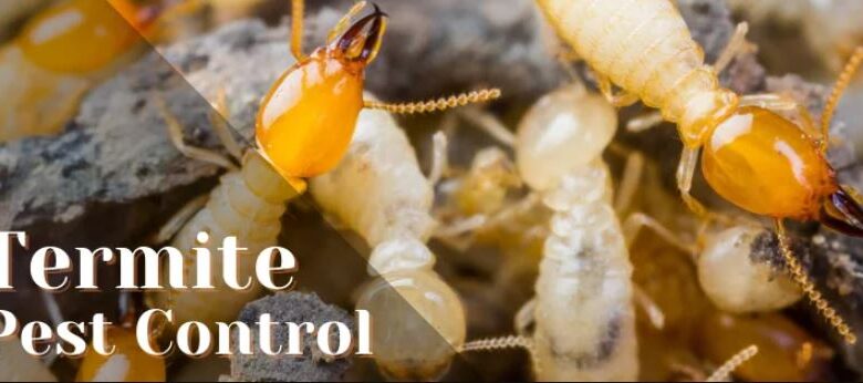 Anti Termite Treatment in Jaipur