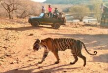Best time to visit in Ranthambore