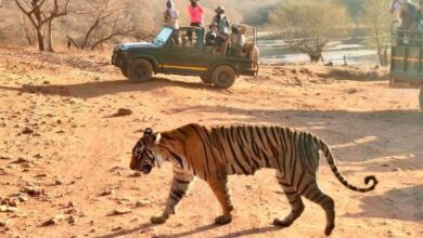 Best time to visit in Ranthambore