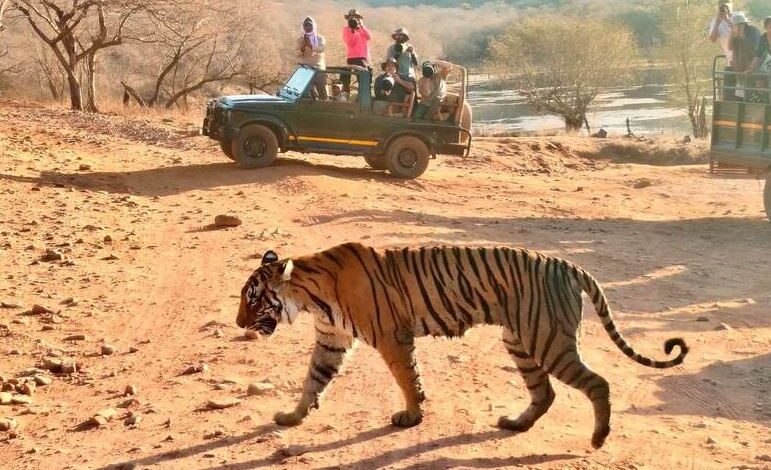Best time to visit in Ranthambore