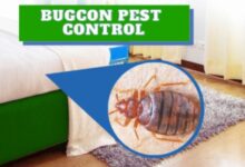 Jaipur Bedbugs Control