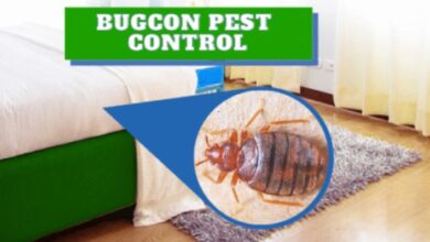 Jaipur Bedbugs Control