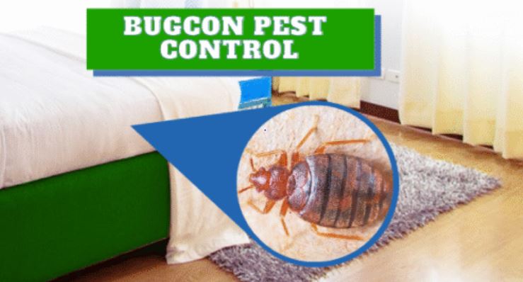 Jaipur Bedbugs Control